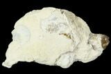 Polished, Agatized Fossil Coral - Florida #188002-1